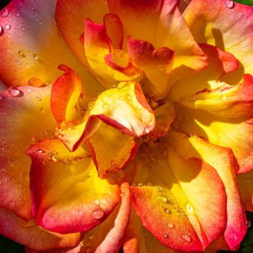 Rosa Bonanza ® - trandafir cu parfum discret - Trandafir copac cu trunchi înalt - cu flori în buchet - galben-roșu - W. Kordes’ Söhne® - coroană tufiș - ,-